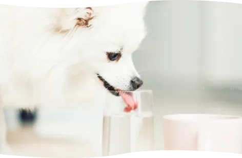 水を飲む白い犬